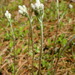 Antennaria howellii canadensis - Photo (c) Sean Blaney, algunos derechos reservados (CC BY-NC), subido por Sean Blaney
