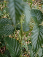Rubus pinnatus