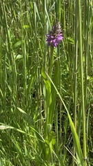 Dactylorhiza praetermissa