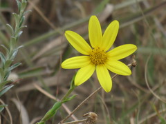 Osteospermum imbricatum