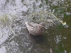 Anas platyrhynchos