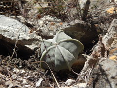 Astrophytum myriostigma