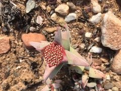 Crassula congesta