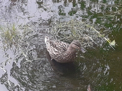 Anas platyrhynchos