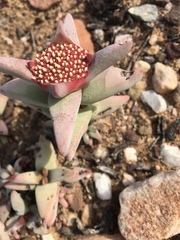 Crassula congesta