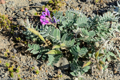 Oxytropis exserta