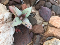 Crassula congesta