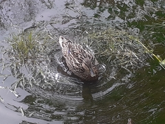 Anas platyrhynchos