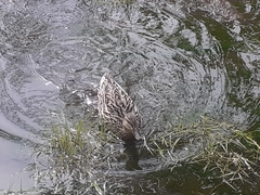 Anas platyrhynchos