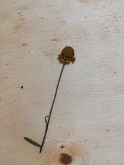 Helenium quadridentatum