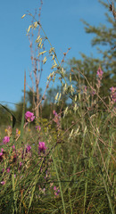 Silene chlorantha