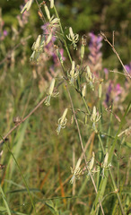 Silene chlorantha