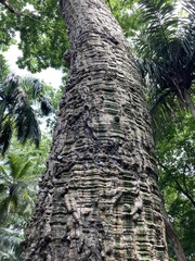 Pseudobombax septenatum