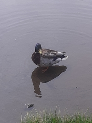 Anas platyrhynchos
