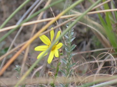 Osteospermum imbricatum