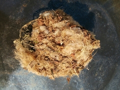 Clethrionomys glareolus