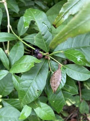 Rauvolfia tetraphylla