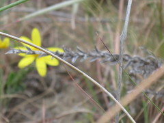 Osteospermum imbricatum