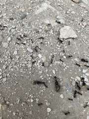 Messor barbarus