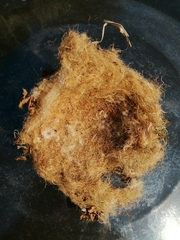 Clethrionomys glareolus