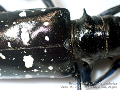 Anoplophora glabripennis