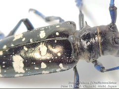 Anoplophora glabripennis