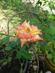 Rosa
