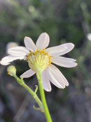 Phymaspermum appressum
