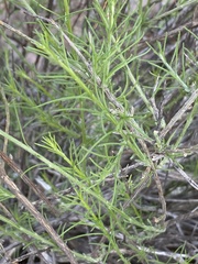 Phymaspermum appressum