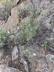 Phymaspermum appressum