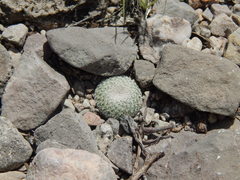 Epithelantha greggii