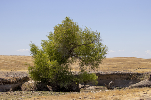 iNaturalist observation photo of Willows