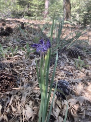 Iris hartwegii australis