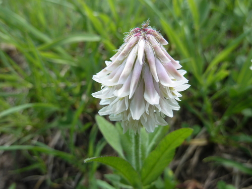 Trifolium eriocephalum ssp. villiferum