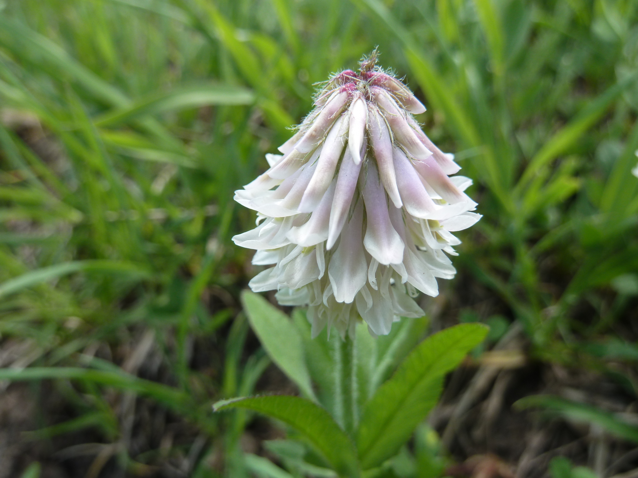 Trifolium eriocephalum ssp. villiferum