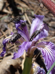 Iris hartwegii australis