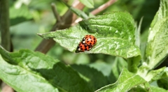 Harmonia axyridis