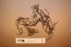 Potamogeton obtusifolius