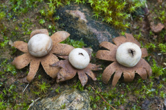 Geastrum floriforme