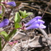 Scutellaria antirrhinoides - Photo (c) Matt Lavin,  זכויות יוצרים חלקיות (CC BY-SA)