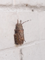 Colpocarena