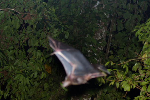 Dobsonia moluccensis