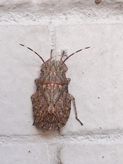 Colpocarena