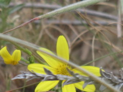 Osteospermum imbricatum