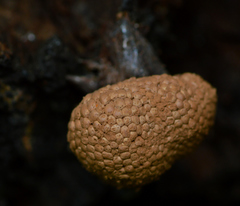 Tubifera microsperma