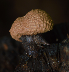 Tubifera microsperma