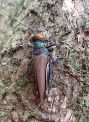 Coscineuta trochilus