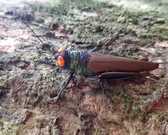 Coscineuta trochilus