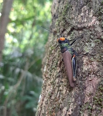 Coscineuta trochilus