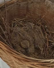 Streptopelia decaocto